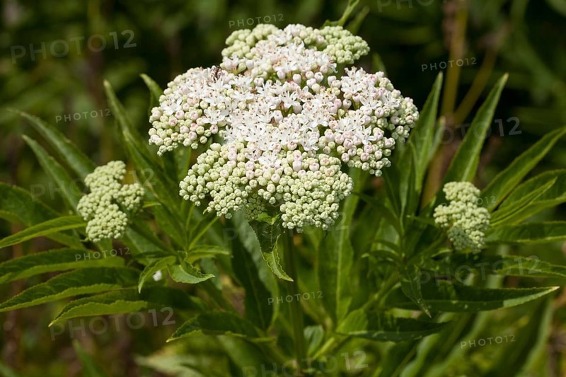 Dwarf Elder (Sambucus ebulus)