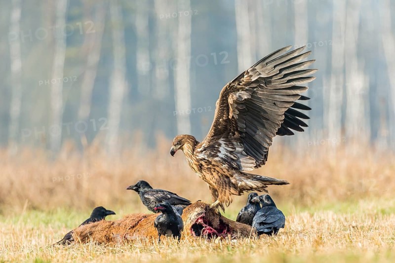 Young Eagle (Haliaeetus albicilla)