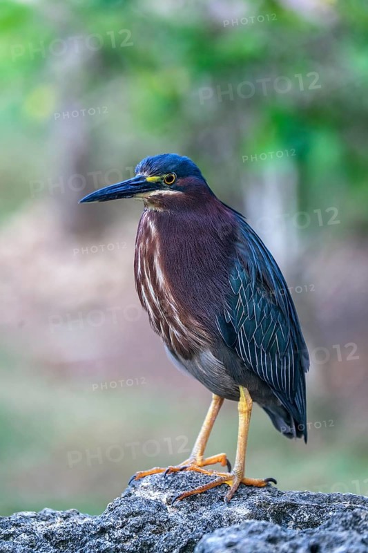 Green Heron (Butorides virescens)