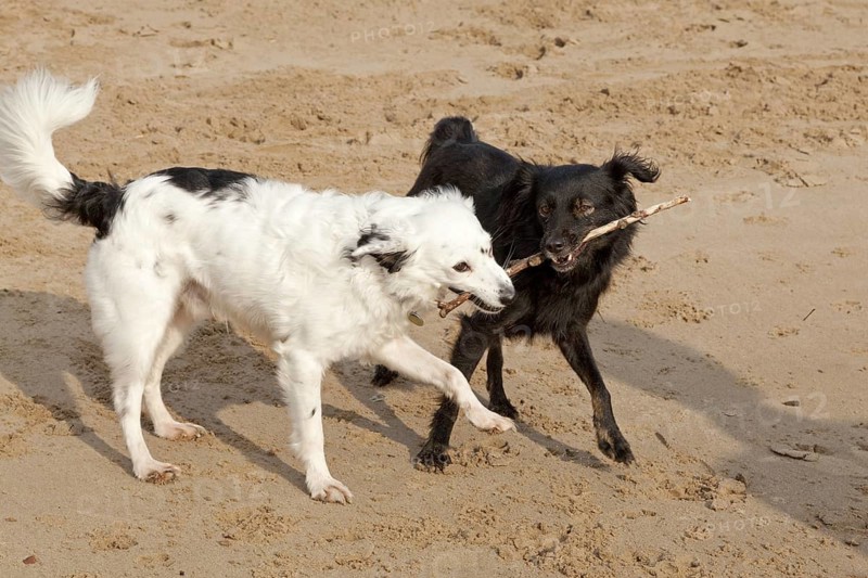 White and black mixed breed fighting over a stick
