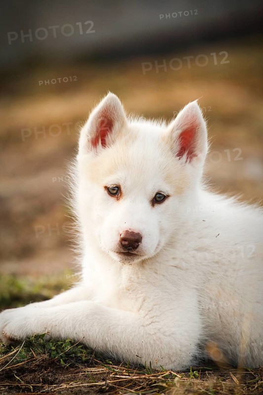 Greenland Dog or Greenland Husky