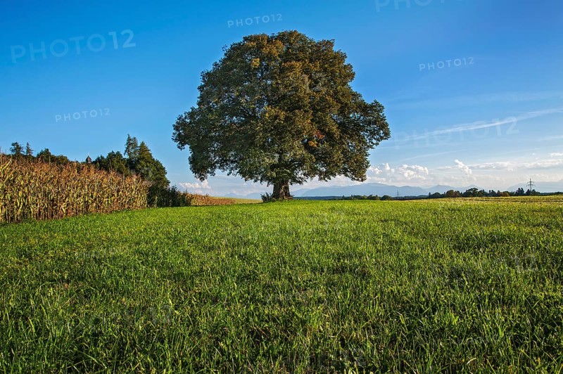 Old Lime Tree (Tilia)