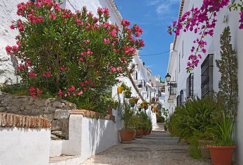 Alley with potted plants