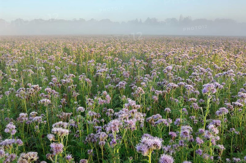 Field with Self-heal
