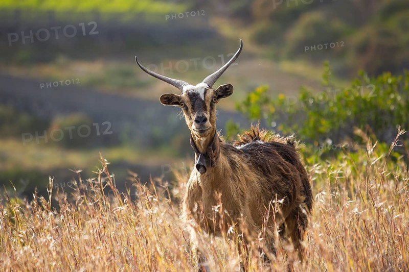 Goat (Capra)