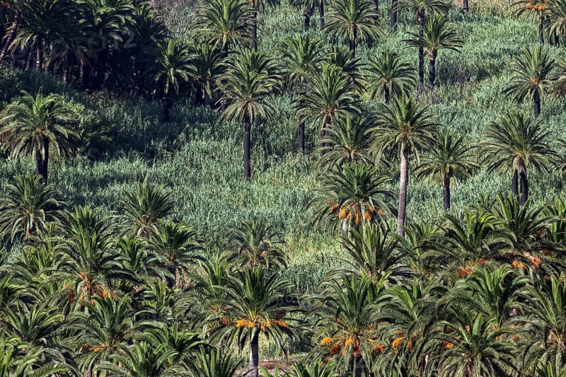 Canary Island Date Palms (Phoenix canariensis)