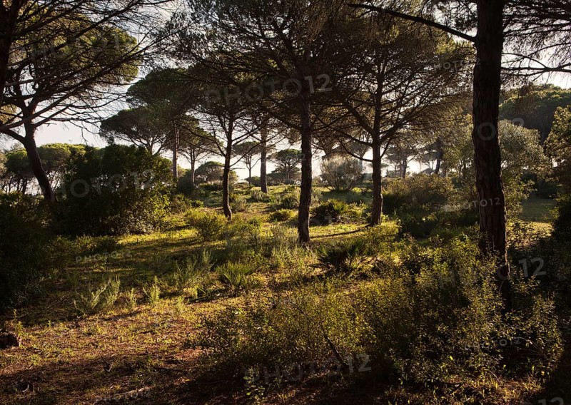 Pine forest