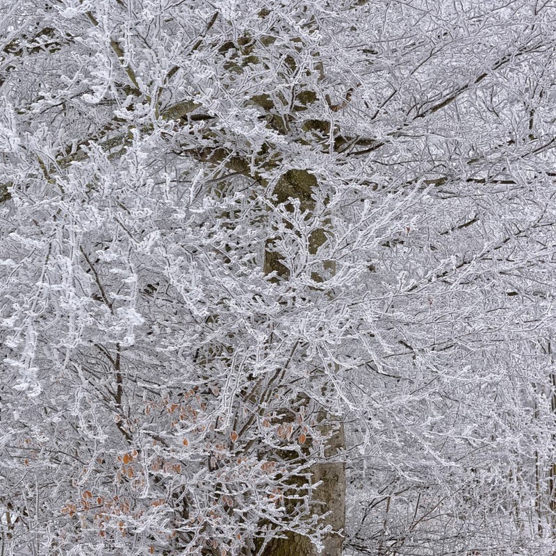 Hoarfrost in an old beech forest