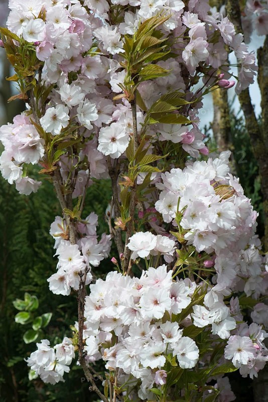 Japanese Cherry (Prunus serrulata)