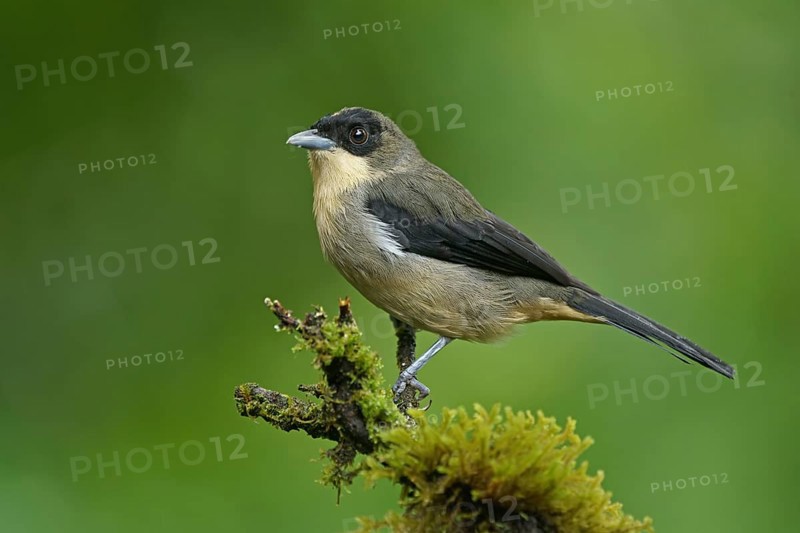 Black-faced Tanager (Trichothraupis melanopis)