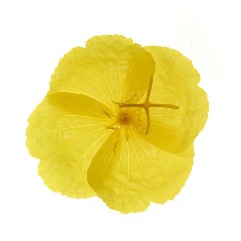 Common evening primrose (Oenothera biennis)