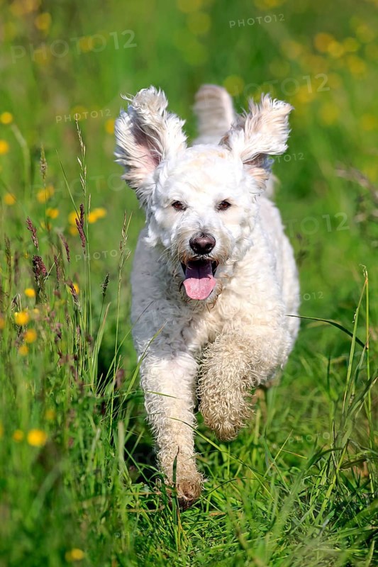 Labradoodle