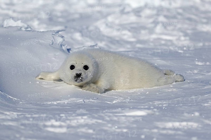 Harp Seal or Saddleback Seal (Pagophilus groenlandicus