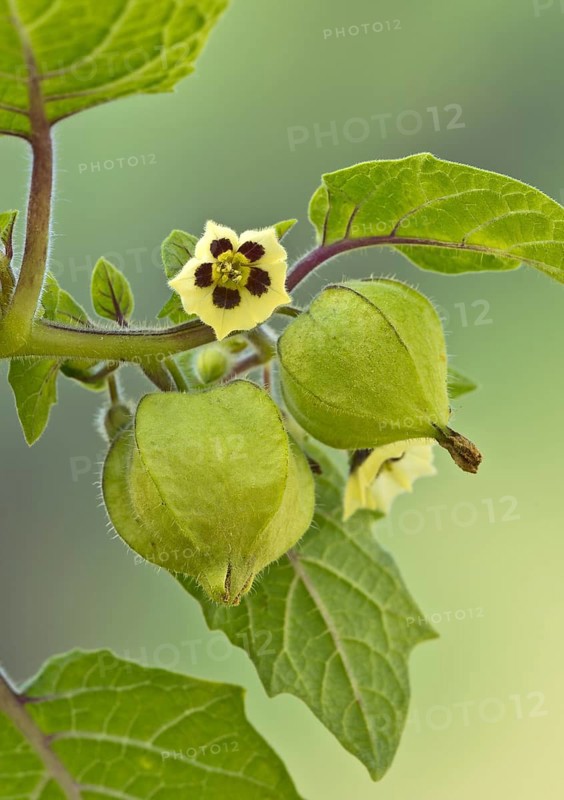 Strawberry groundcherry (Physalis pruinosa)