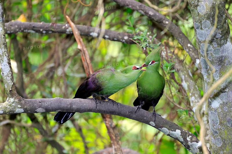 Guinea Turacos (Tauraco persa)