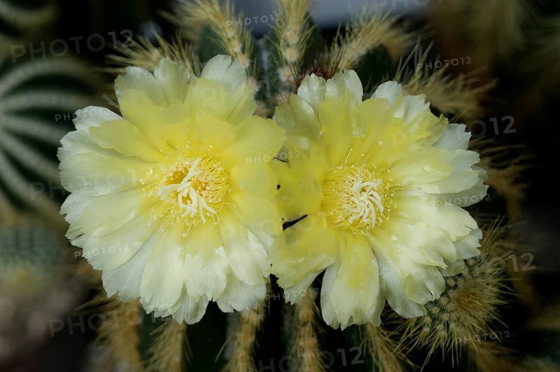 Flowering Notocactus (Notocactus spec)