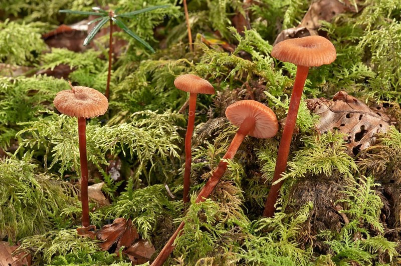 Waxy laccaria (Laccaria laccata)