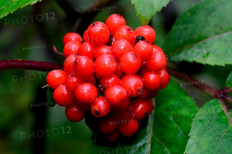 Red Elderberry (Sambucus racemosa)
