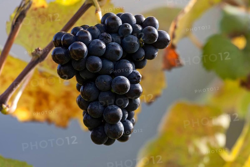 Red grapes