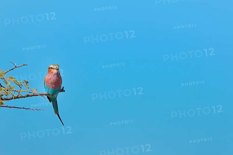 Lilac-breasted Roller (Coracias caudatus)