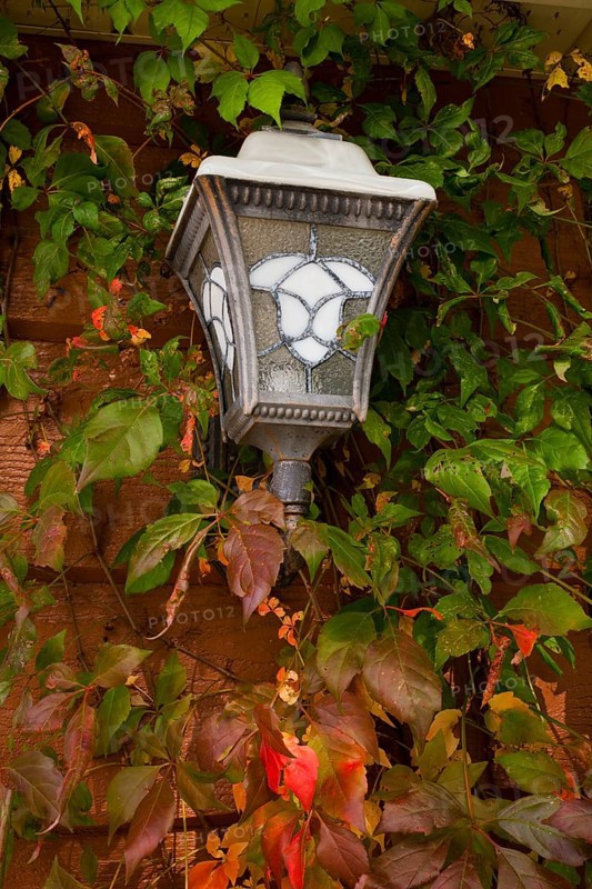Vine covered house lamp in autumn
