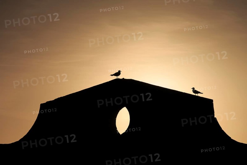 Yellow-legged Gulls (Larus michahellis) on the harbour wall at sunset