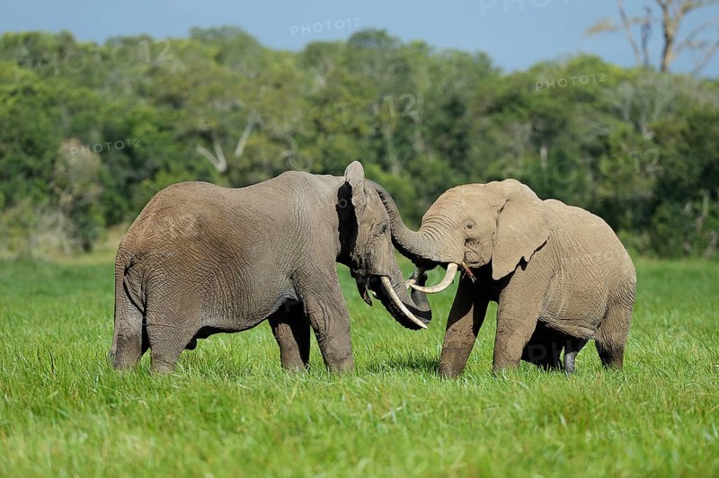 African Elephant (Loxodonta africana)