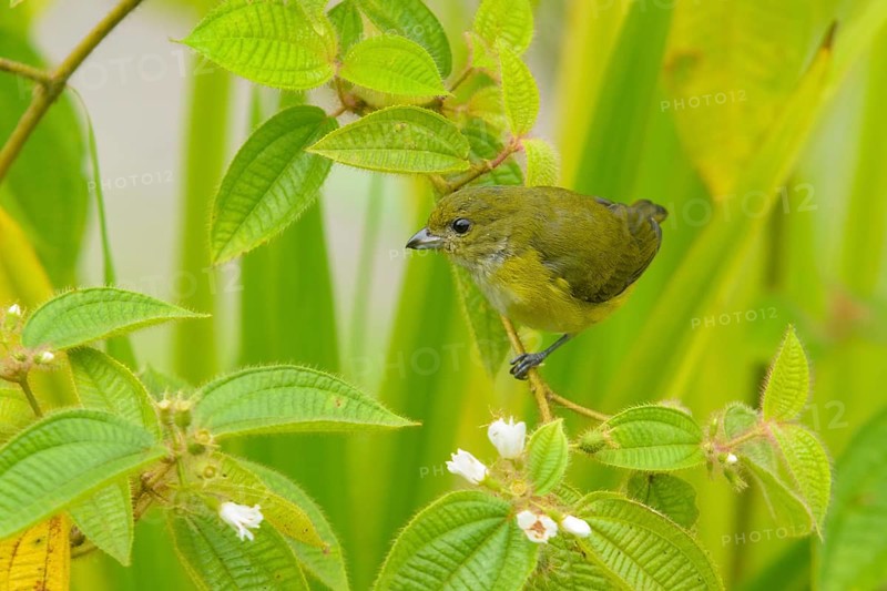 Yellow-throated Euphonia (Euphonia hirundinacea) perched on a branch