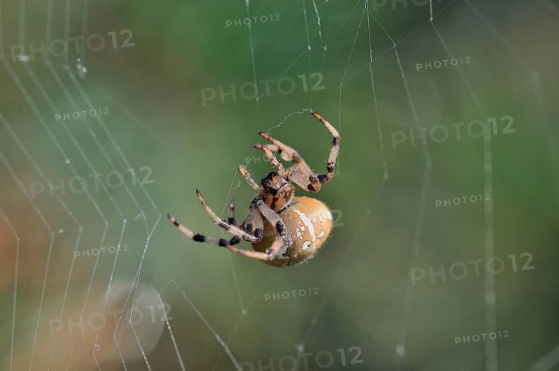 Four-spot Orb-weaver (Araneus quadratus) in the spidernet