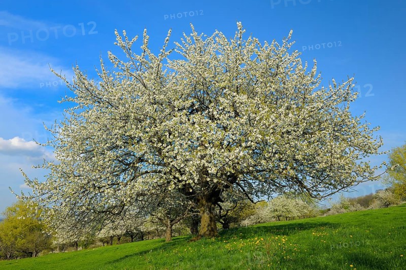 Sweet Cherry tree (Prunus avium)