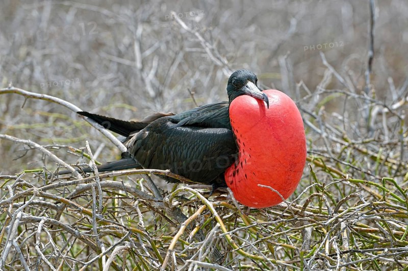 Great frigatebird (Fregata minor)
