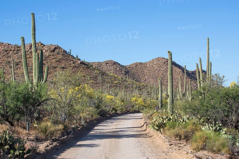 Road through cactus landscape of Saguaro National Park