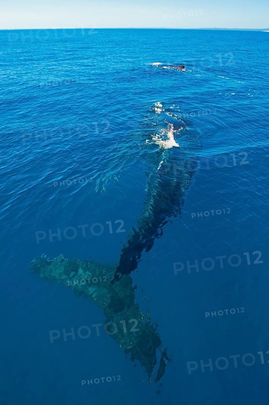 Humpback Whale (Megaptera novaeangliae)