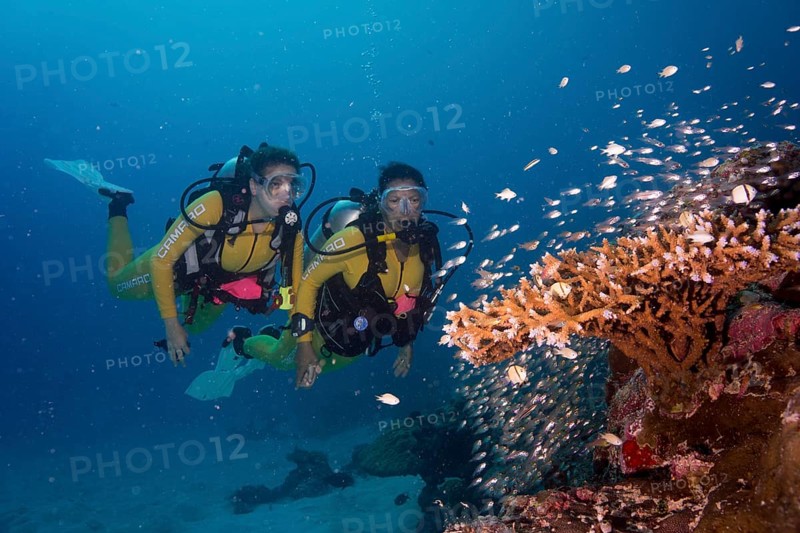 Divers watching a school of Pigmy Sweepers (Parapriacanthus ransonneti)