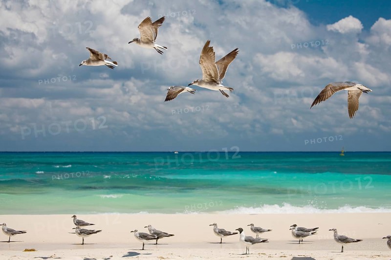 Gulls on the Caribbean coast
