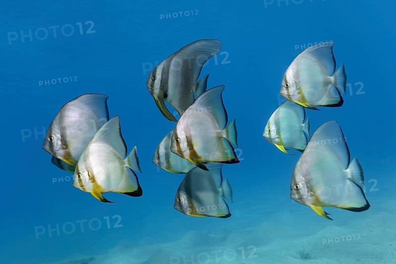 Shoal of teira batfish (Platax teira)