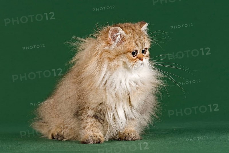 Persian Kitten