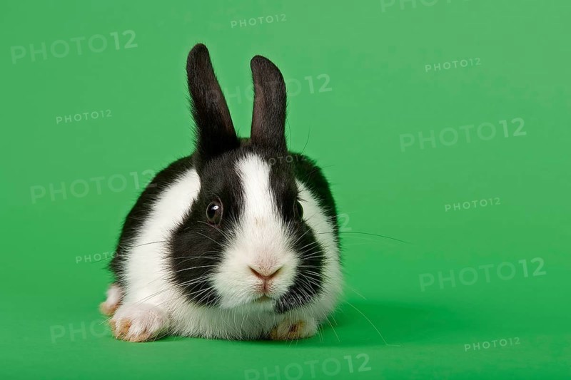 Dutch rabbit