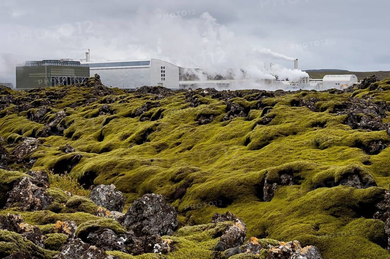 Lava covered with Elongate Rock Moss (Racomitrium elongatum) at the Svartsengi geothermal power station