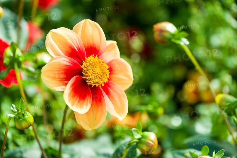 The blossom of a Dahlia 'Schloss Reinbeck'
