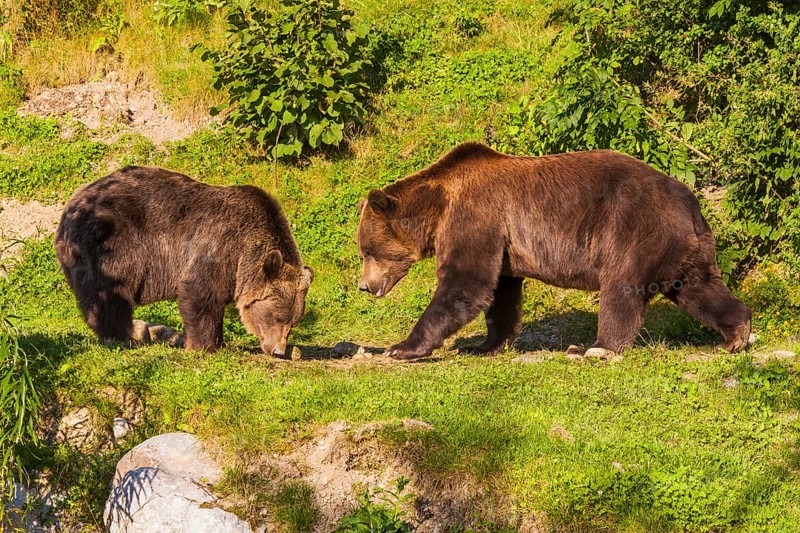 Brown bears (Ursus arctos) in the Barenpark Bern
