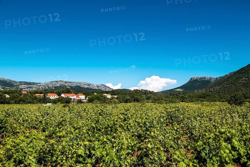 Vineyard