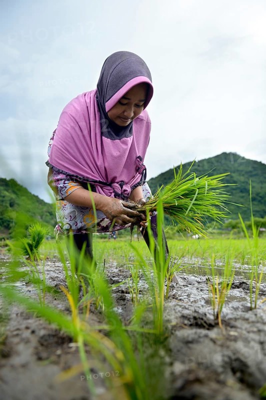 Rice farmer