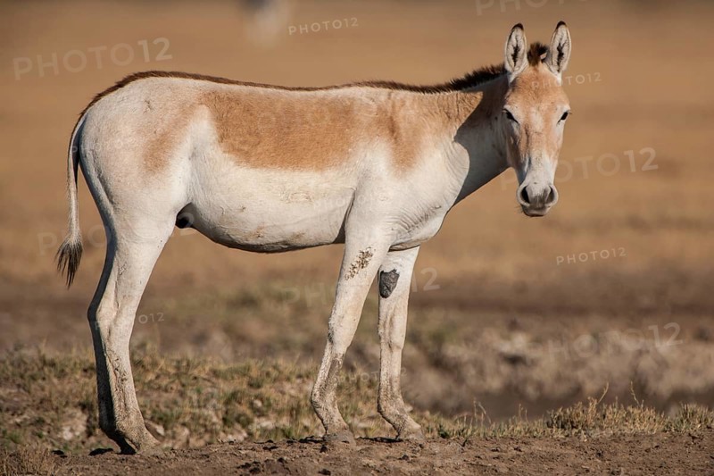 Onager wild Donkey (Equus hemionus)