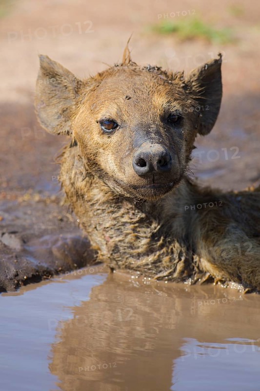 Spotted hyena (Crocuta crocuta) lying in a puddle to cool down