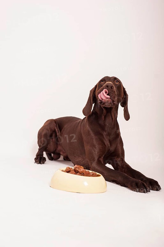 German Shorthair Pointer lying in front of a bowl with wet food licking its nose