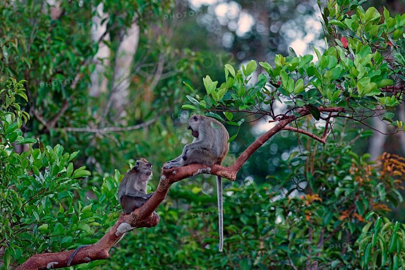 Two Crab-eating Macaques (Macaca fascicularis)