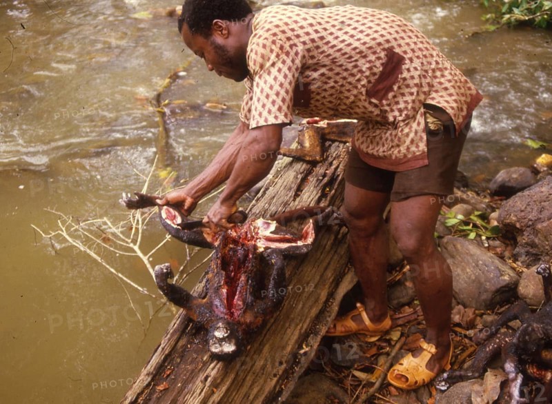 Poaching in Africa