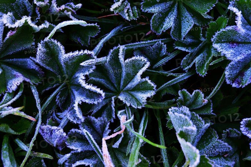 Lady's Mantle (Alchemilla sp.) with morning frost