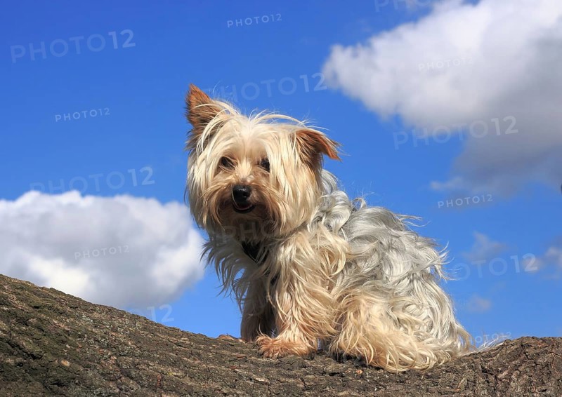Yorkshire Terrier sitting on a tree trunk